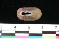 藏品(寬敞透孔螺)的圖片